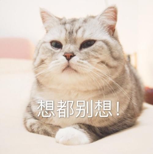 猫猫表情包