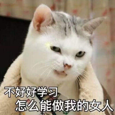 猫猫表情包