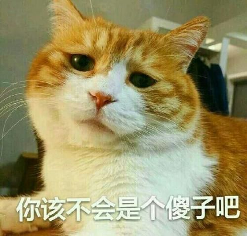 猫猫表情包