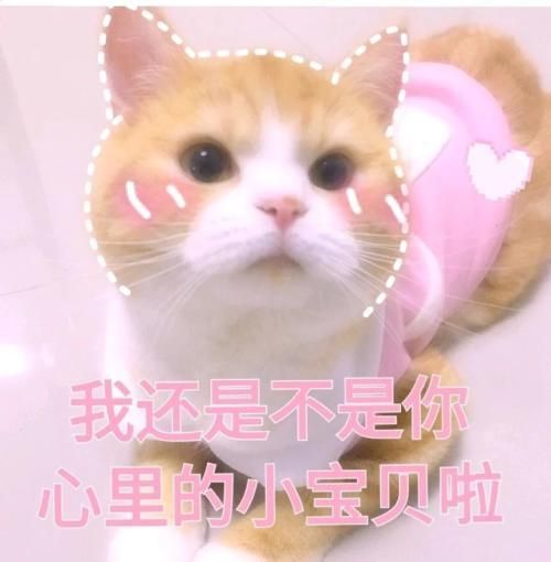 猫猫表情包