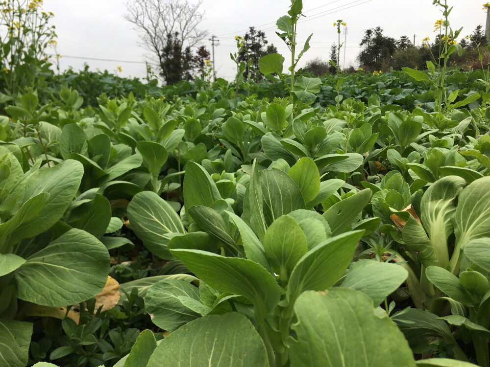 下了个把月的雨，今天终于放晴，到处都是春天的味道。跟奶奶来菜园摘菜，金黄的油菜花，翠绿的小青菜，还有找到了小时候经常吃的萝卜苗。萝卜苗，你们有吃过吗？