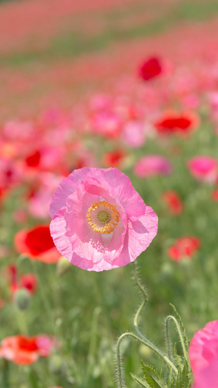 花开半夏