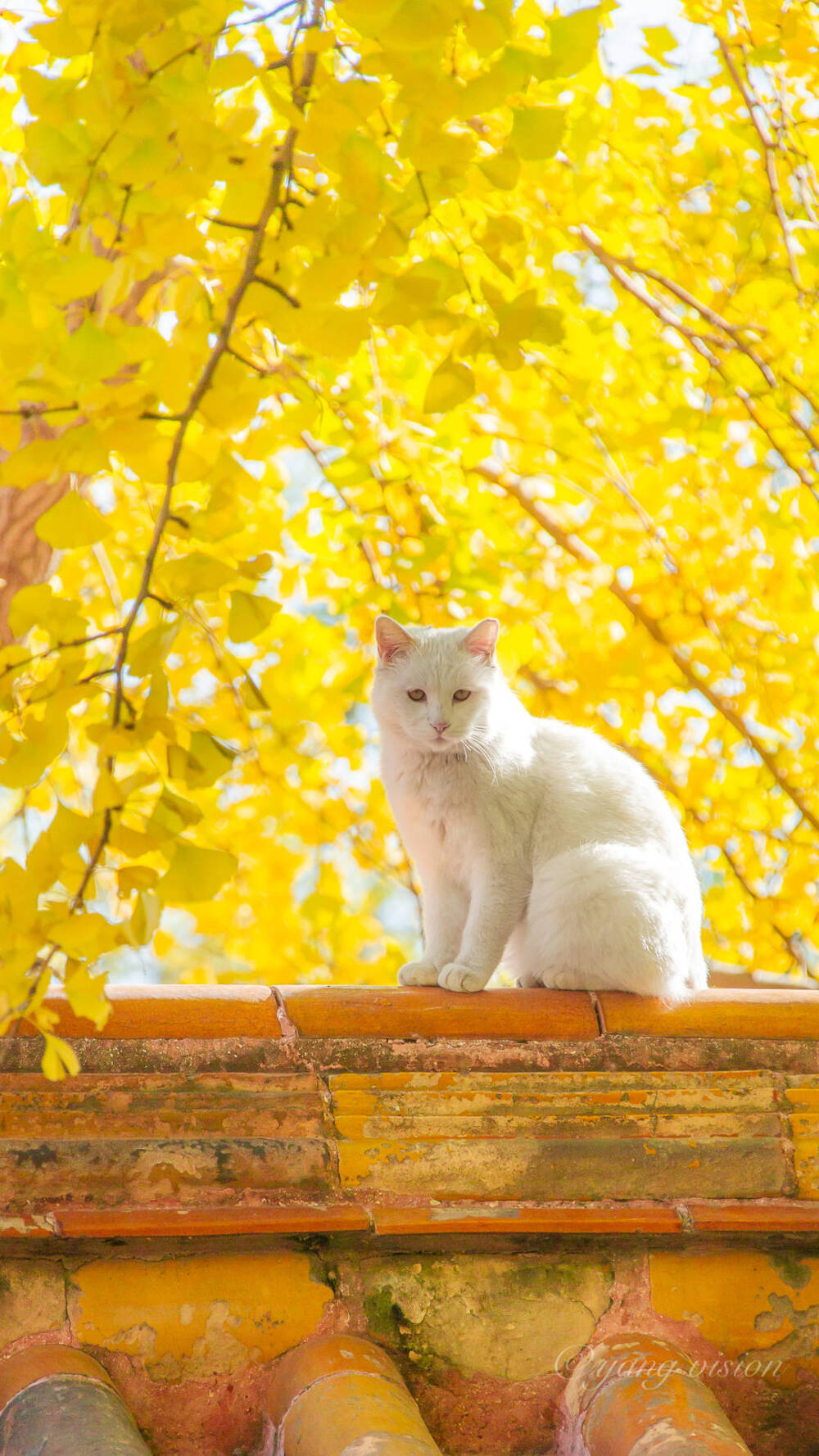 猫咪背景