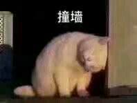 猫表情包