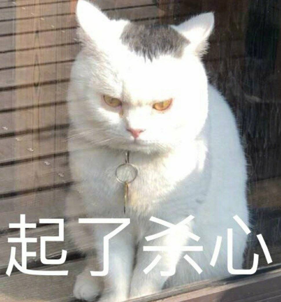 猫表情包