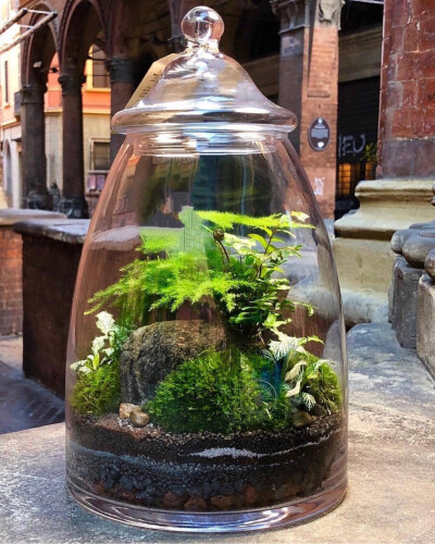 苔藓景观瓶