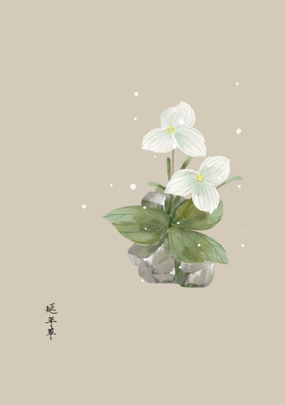 〔手绘花卉〕绘师：artistic青尘