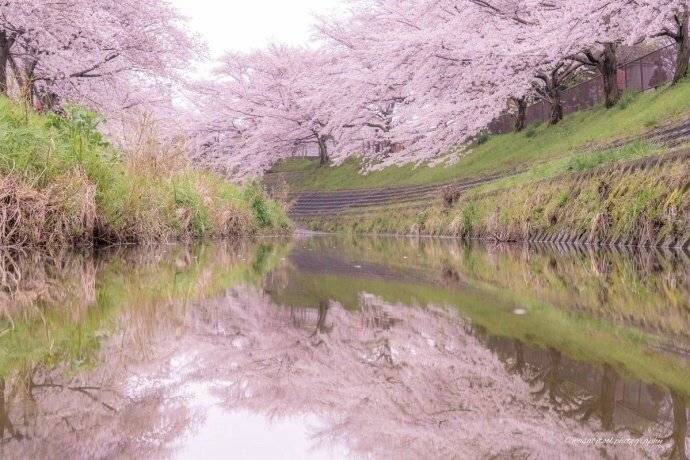 四月是樱花烂漫的季节，奈良——日本第一赏樱名所你。