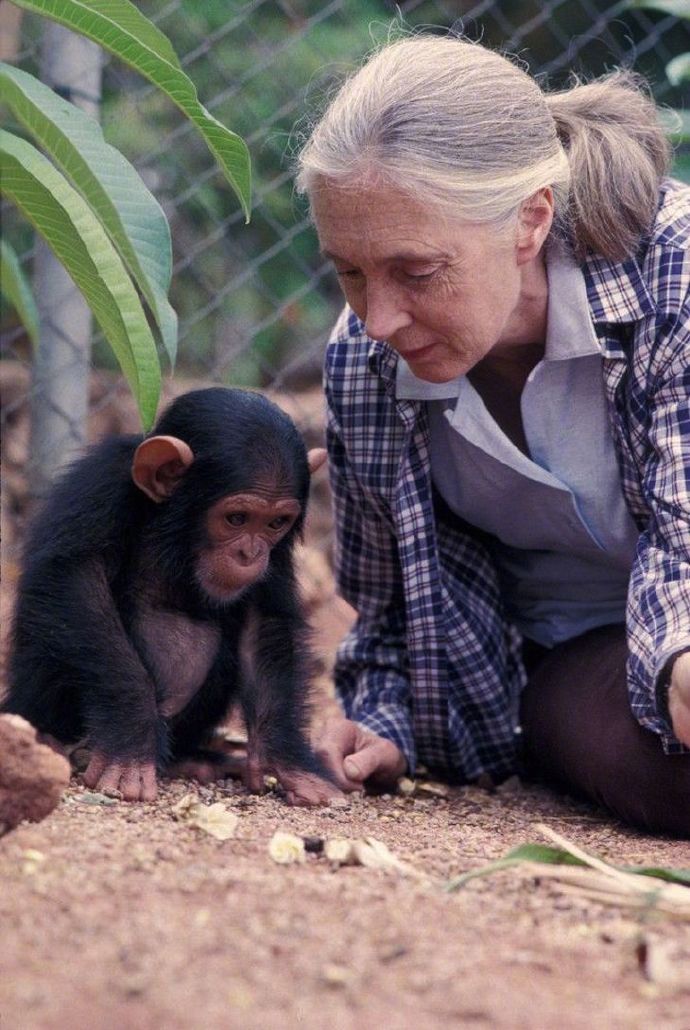 #不定时推荐# 珍·古道尔（Jane Goodall）同名纪录片在这个世界上很多人对古道尔一无所知，但知道她的人都会对她崇拜有加：美国《时代》称其为20世纪“世界最杰出野生动物学家”，她被英国媒体冠以“奔走的特雷莎修女”之称，生物学家史蒂芬·古德尔说：珍的事业，是西方世界最伟大的成就之一。 “唯有了解，我们才会关心；Only if we understand can we care. 唯有关心，我们才会采取行动；Only if we care will we help. 唯有行动，生命才会有希望。Only if we help shall all be saved. ”——珍·古道尔 Jane