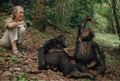 #不定时推荐# 珍·古道尔（Jane Goodall）同名纪录片在这个世界上很多人对古道尔一无所知，但知道她的人都会对她崇拜有加：美国《时代》称其为20世纪“世界最杰出野生动物学家”，她被英国媒体冠以“奔走的特雷莎修女…