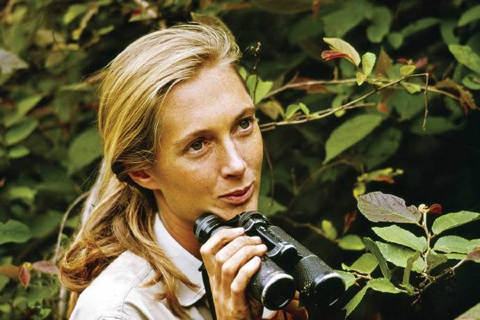 #不定时推荐# 珍·古道尔（Jane Goodall）同名纪录片在这个世界上很多人对古道尔一无所知，但知道她的人都会对她崇拜有加：美国《时代》称其为20世纪“世界最杰出野生动物学家”，她被英国媒体冠以“奔走的特雷莎修女”之称，生物学家史蒂芬·古德尔说：珍的事业，是西方世界最伟大的成就之一。 “唯有了解，我们才会关心；Only if we understand can we care. 唯有关心，我们才会采取行动；Only if we care will we help. 唯有行动，生命才会有希望。Only if we help shall all be saved. ”——珍·古道尔 Jane