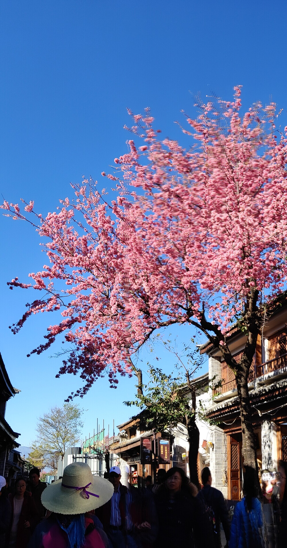 樱花。