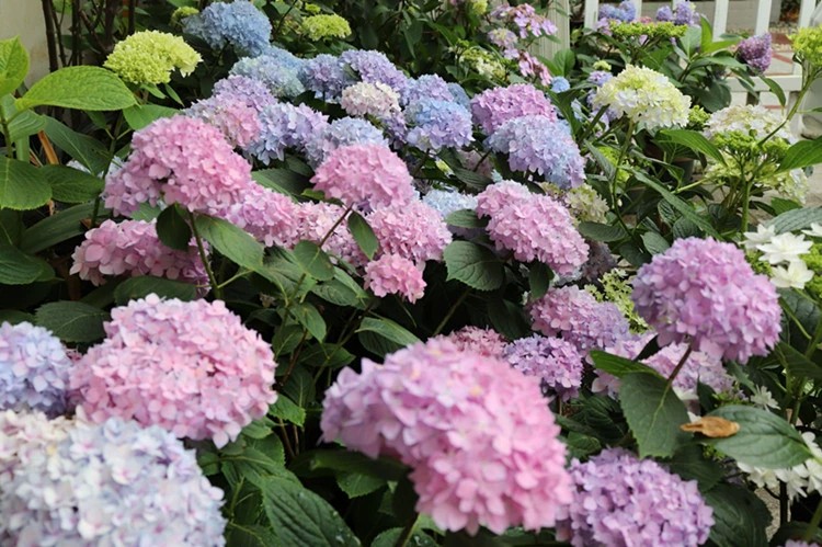 八仙花，花球硕大，瑰丽壮观，其花容端庄素雅，花色随体内酸碱度的不同而有变化，是极好的观赏花木。此外，八仙花“苦微辛、寒，还能治疟疾，心热惊悸，烦躁。真是一种不错的花卉植物。