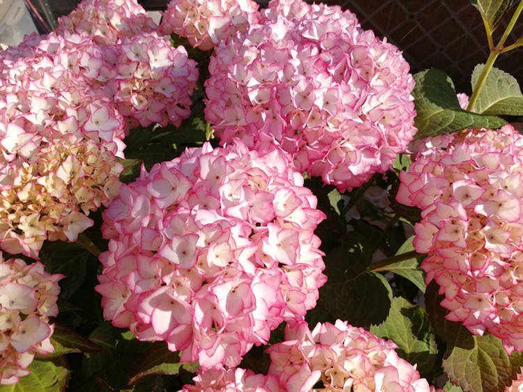 八仙花，花球硕大，瑰丽壮观，其花容端庄素雅，花色随体内酸碱度的不同而有变化，是极好的观赏花木。此外，八仙花“苦微辛、寒，还能治疟疾，心热惊悸，烦躁。真是一种不错的花卉植物。