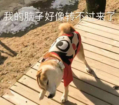 #狗狗的心里话#你到外面是不是有狗了