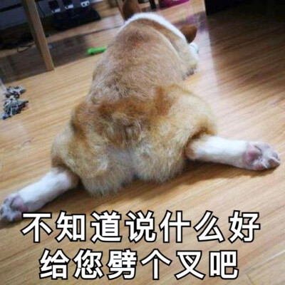 #狗狗的心里话#你到外面是不是有狗了