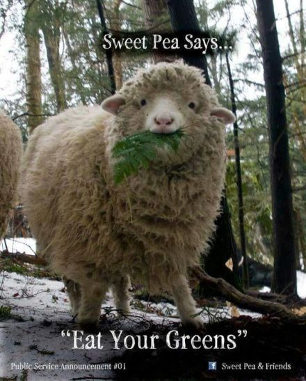 一只名叫Sweet Pea 的羊咩咩~via Facebook Sweet Pea &amp; Friends