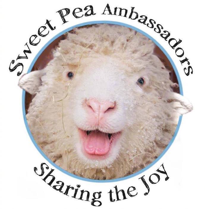 一只名叫Sweet Pea 的羊咩咩~via Facebook Sweet Pea &amp; Friends