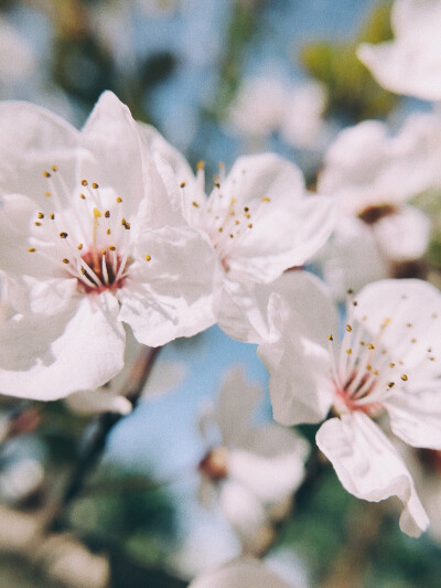 紅葉李
8p+VSCO