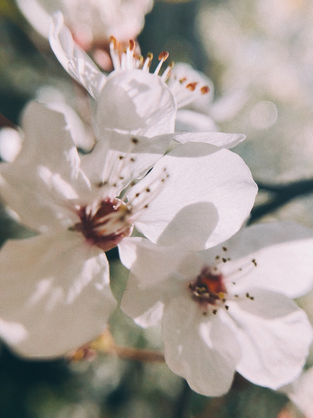 紅葉李
8p+VSCO