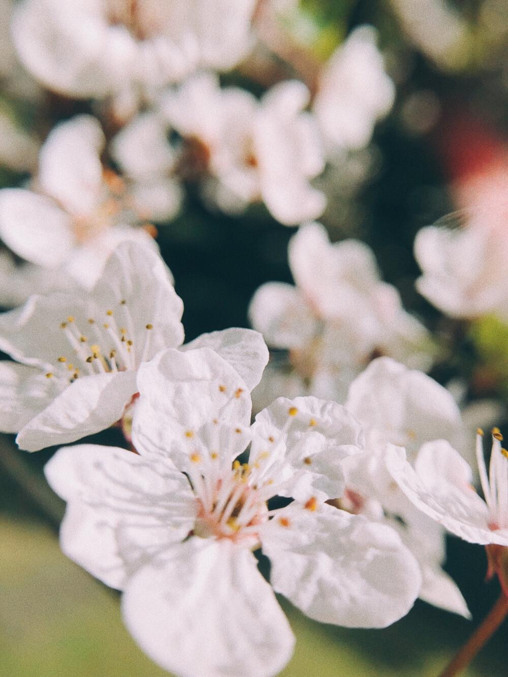 紅葉李
8p+VSCO