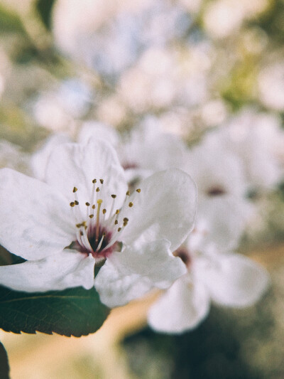 红叶李
8p+VSCO