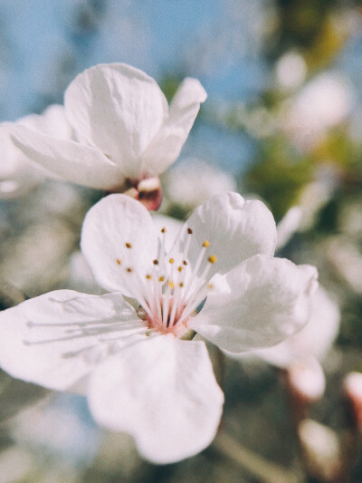 紅葉李
8p+VSCO