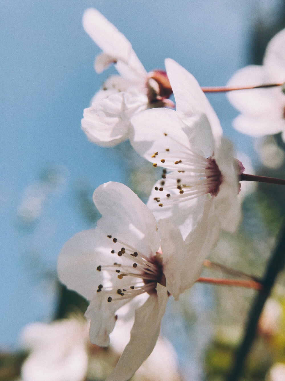 红叶李
8p+VSCO