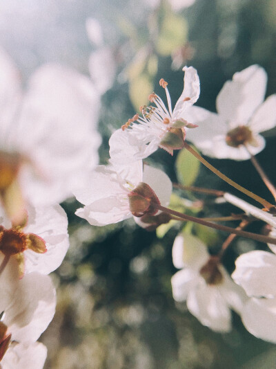 紅葉李
8p+VSCO