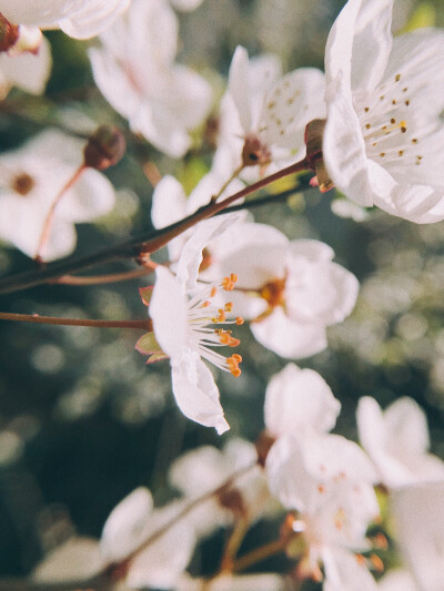 紅葉李
8p+VSCO