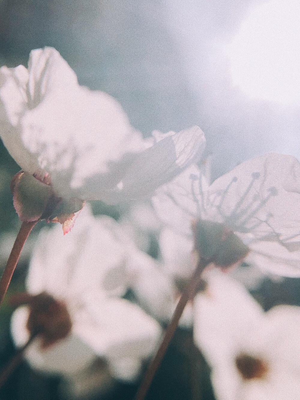 紅葉李
8p+VSCO