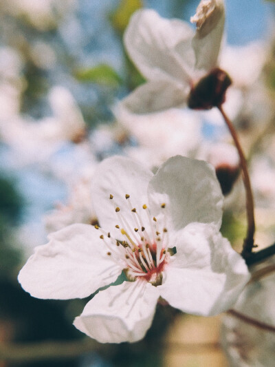 紅葉李
8p+VSCO