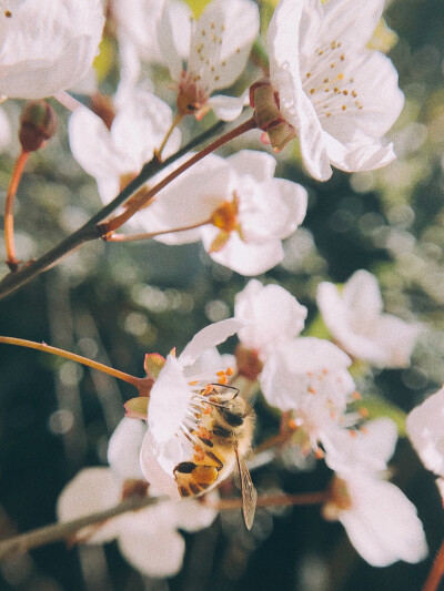 紅葉李
8p+VSCO