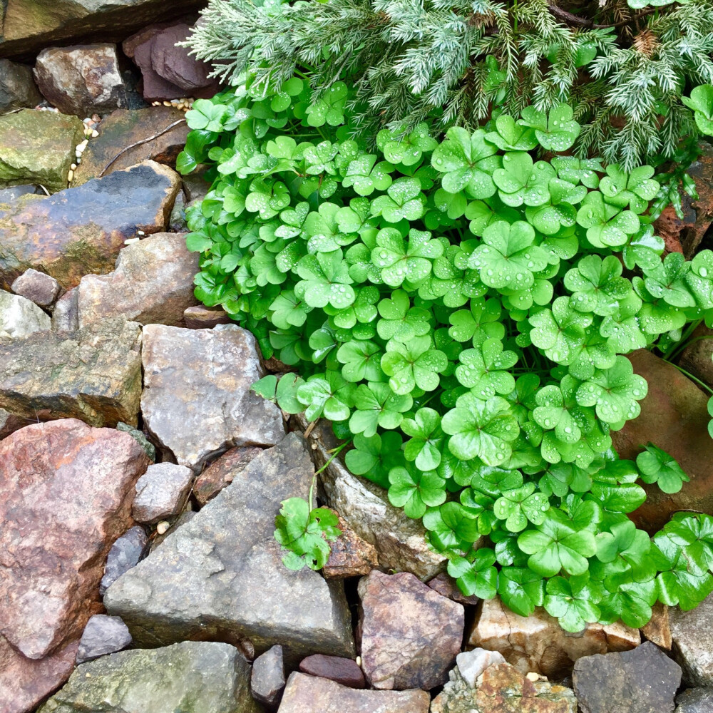 （19年初的雨水特别多，多到成了自然灾害，但生活一样要过，而且一样要过的开心、过的美.）