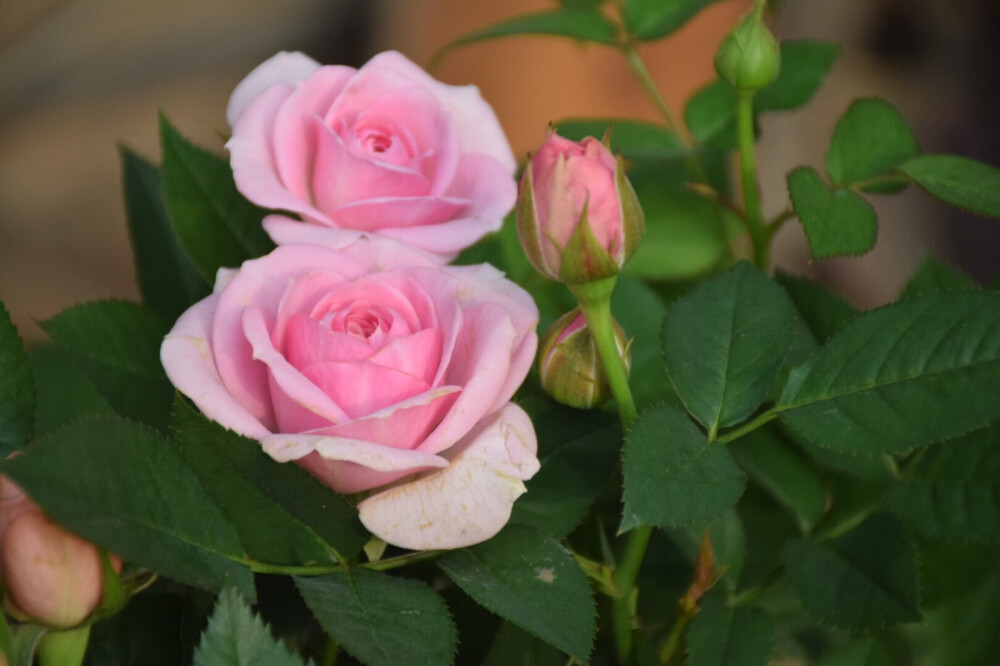 程先森送的玫瑰。盆栽比花束更让人开心。