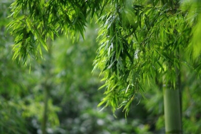 芳草满园花满目，帘外微微，细雨笼庭竹 …