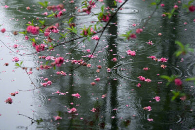 春借梅花香入梦 ​​​​