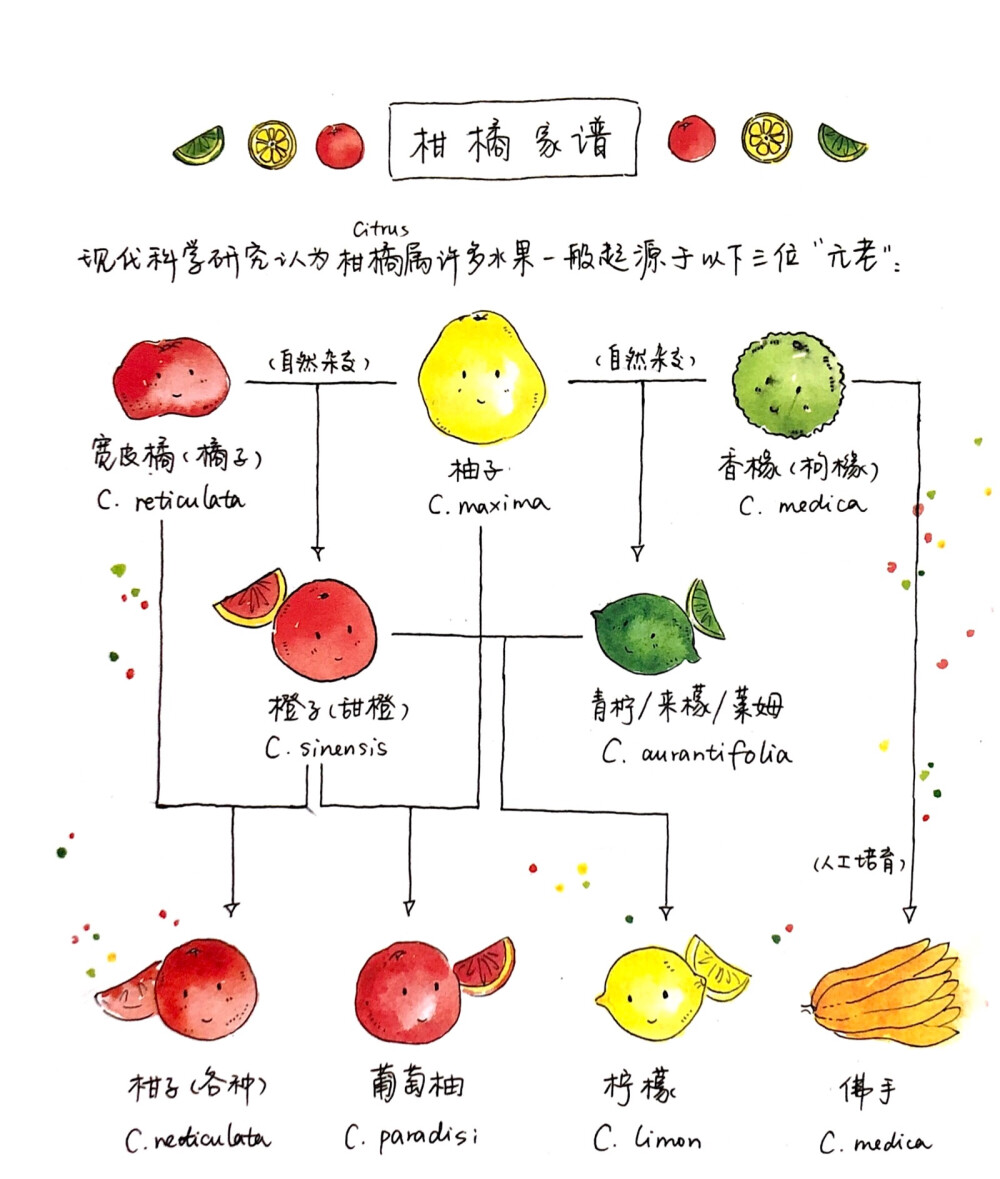 食材手帖手绘