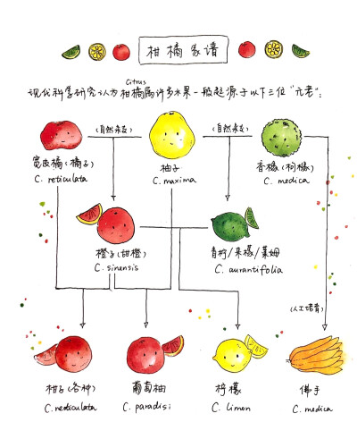 食材手帖手绘