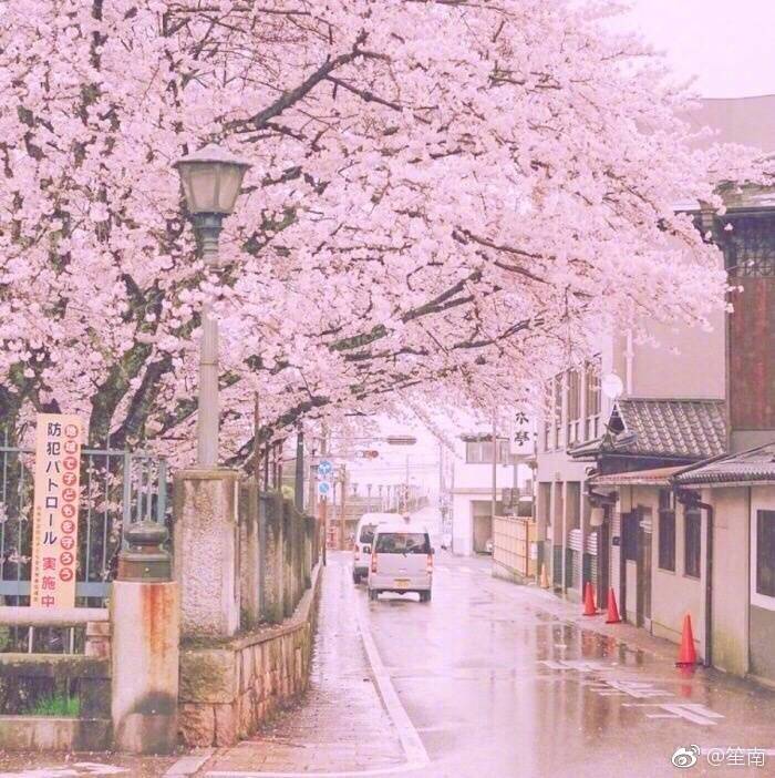 樱花