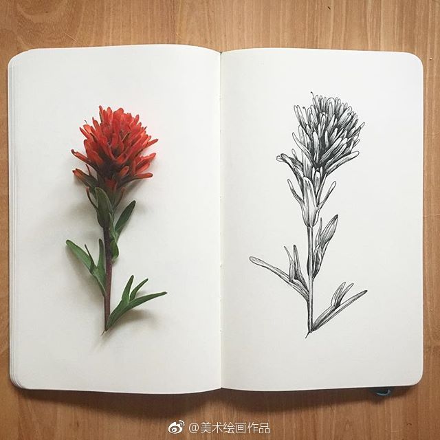 植物素材和线稿系列，收藏起来~ 作者：Courtney Roth