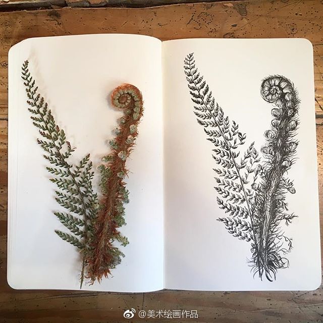 植物素材和线稿系列，收藏起来~ 作者：Courtney Roth