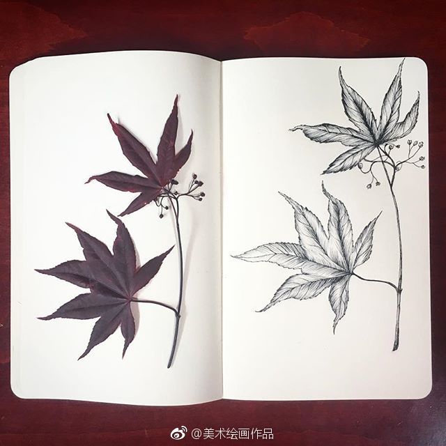 植物素材和线稿系列，收藏起来~ 作者：Courtney Roth