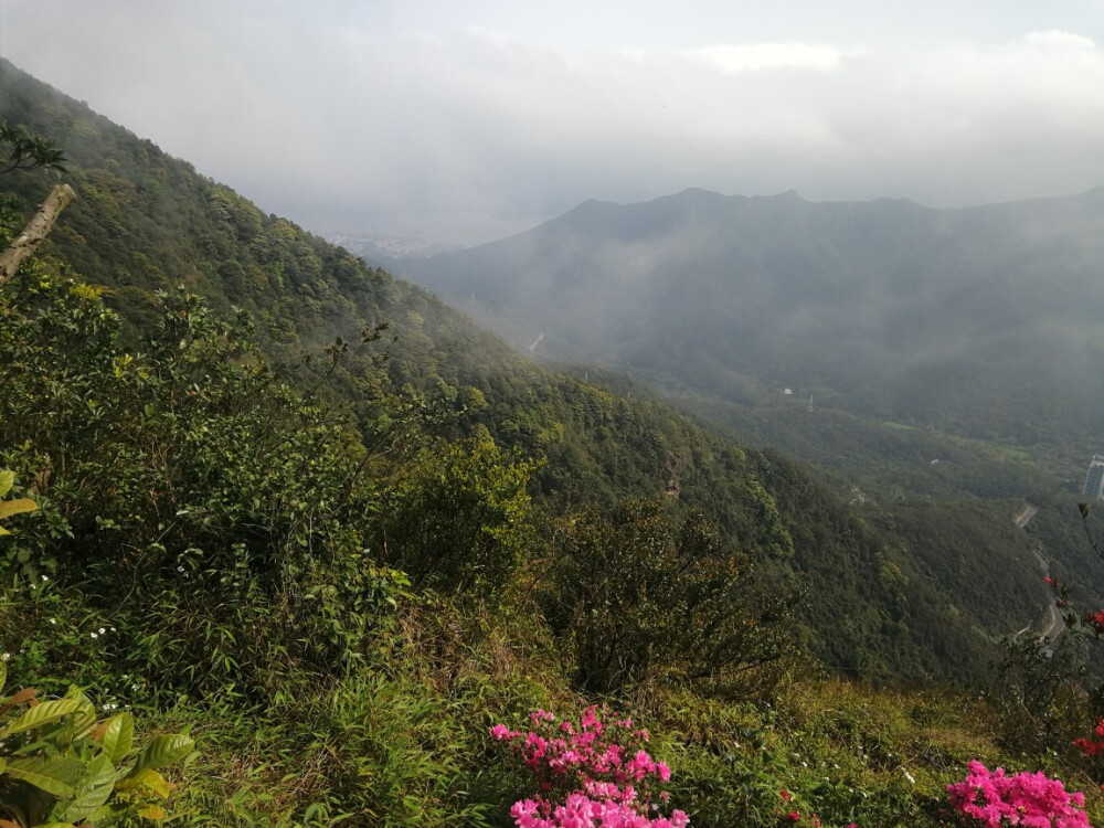 小梧桐山