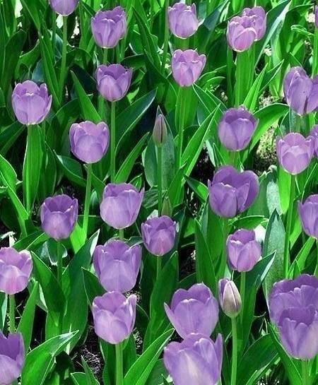 收集的漂亮花花图