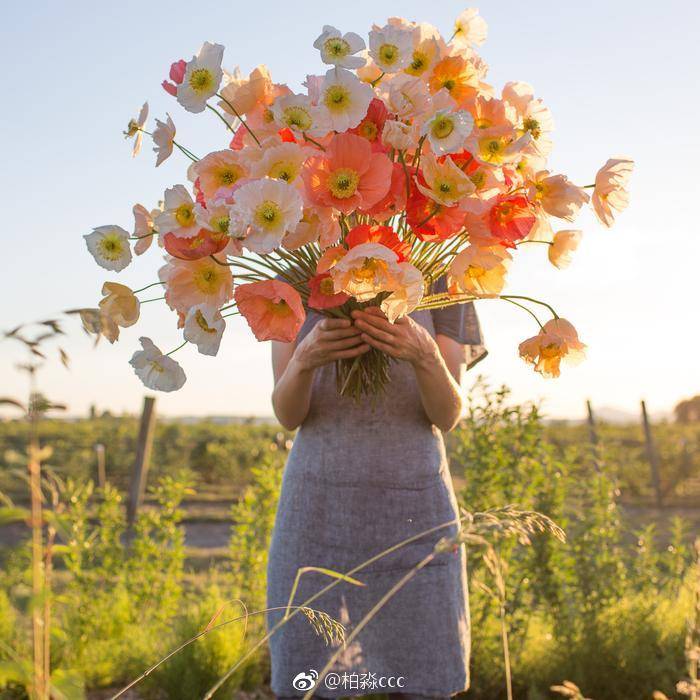 收集的漂亮花花图