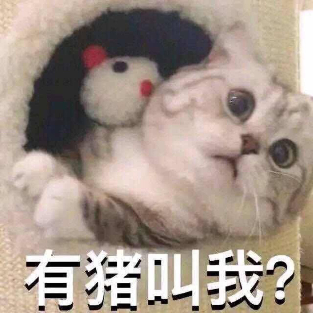 美猪