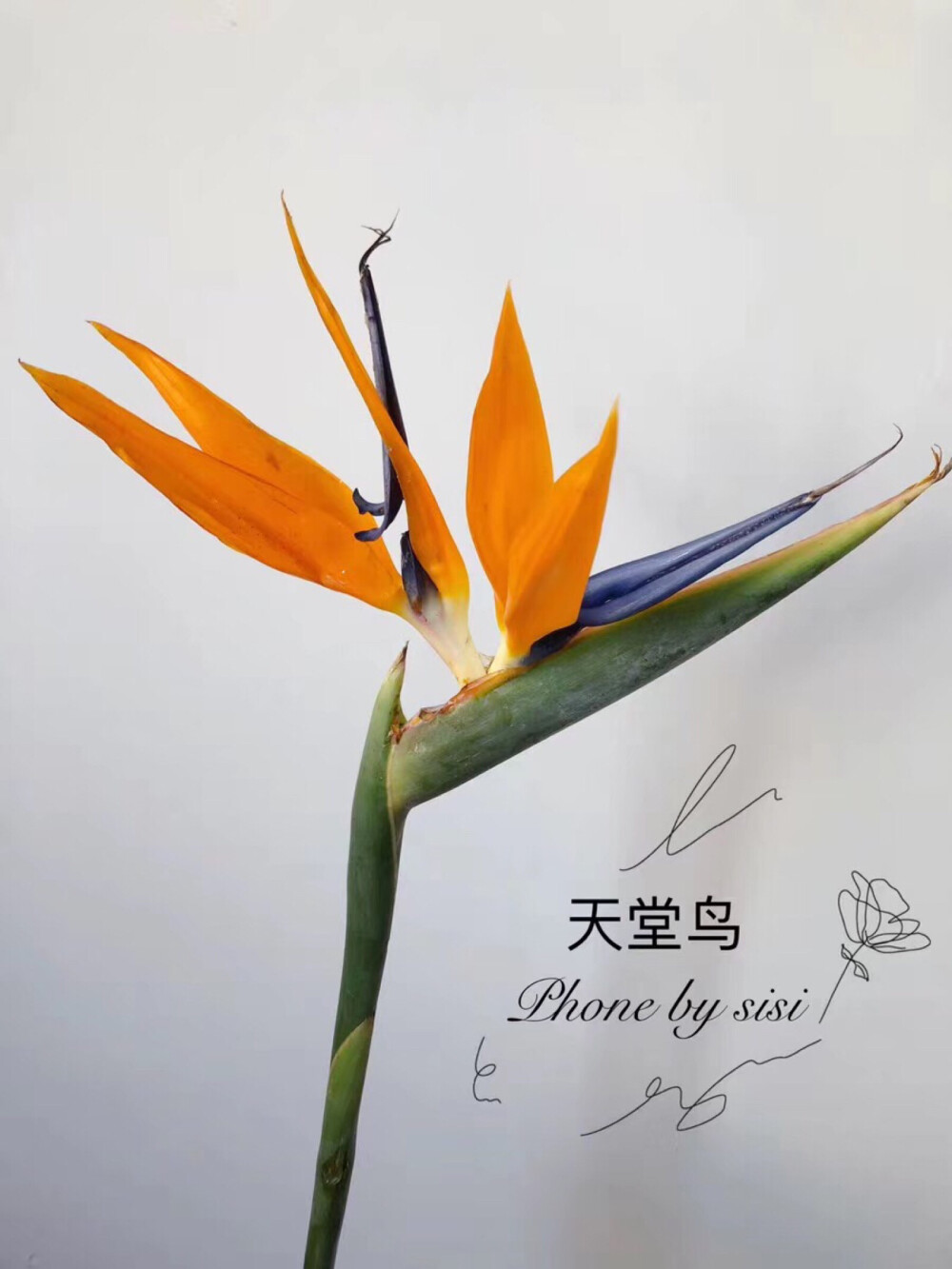 天堂鸟（鹤望兰）
来源：鲜花团购
详情私聊