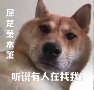 屈楚萧