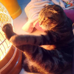 猫